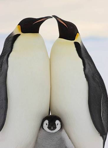 図1ペンギン親子.jpg